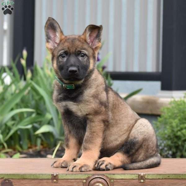 Korry, German Shepherd Puppy